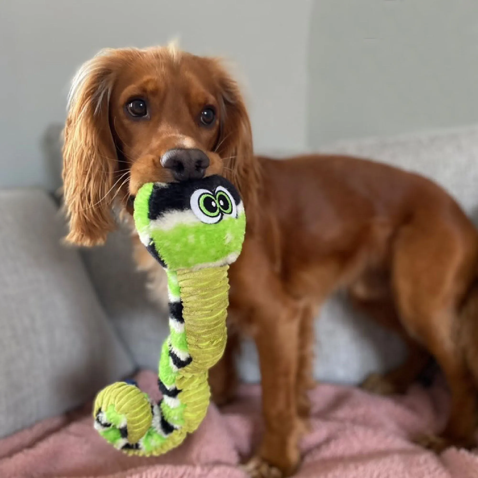 Ancol Curly Caterpillar Green And Purple