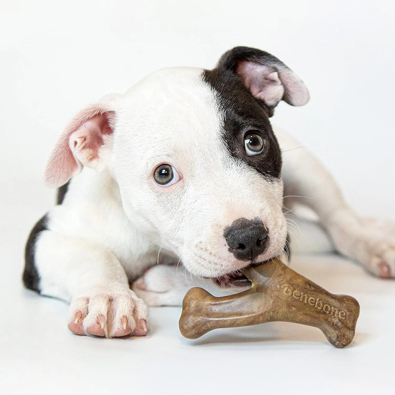 Benebone Wishbone Bacon Flavor Puppy  Chew Toy