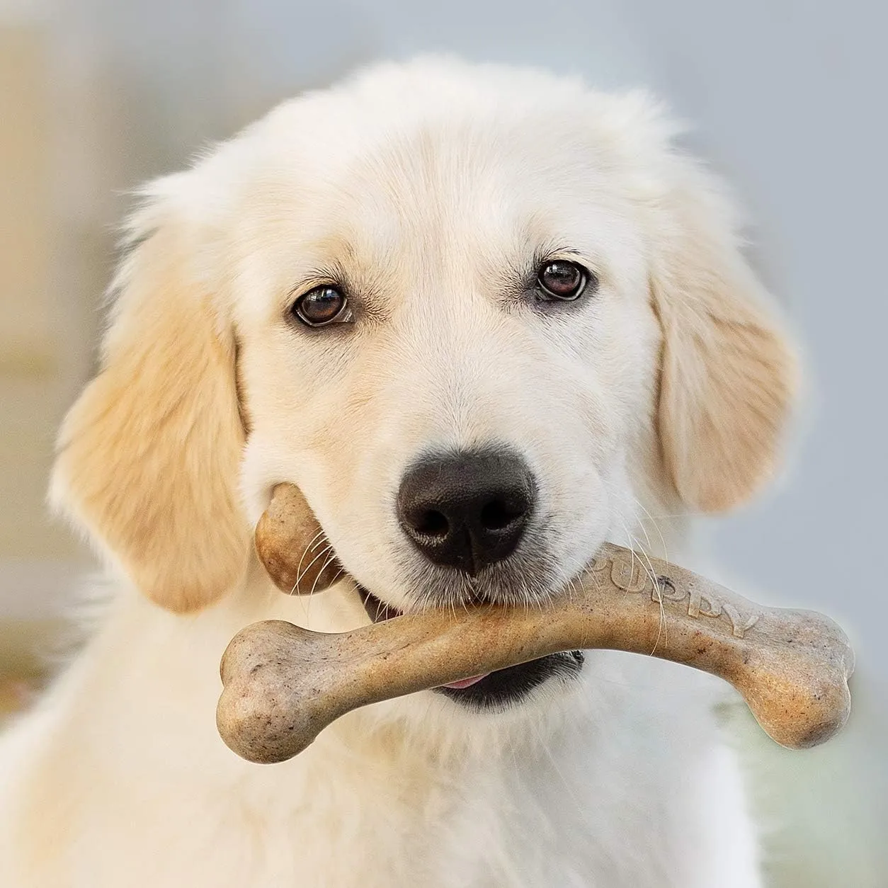 Benebone Wishbone Bacon Flavor Puppy  Chew Toy