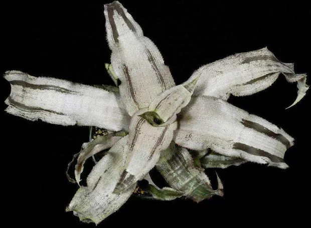 Cryptanthus Creme Brulé