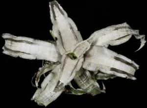 Cryptanthus Creme Brulé