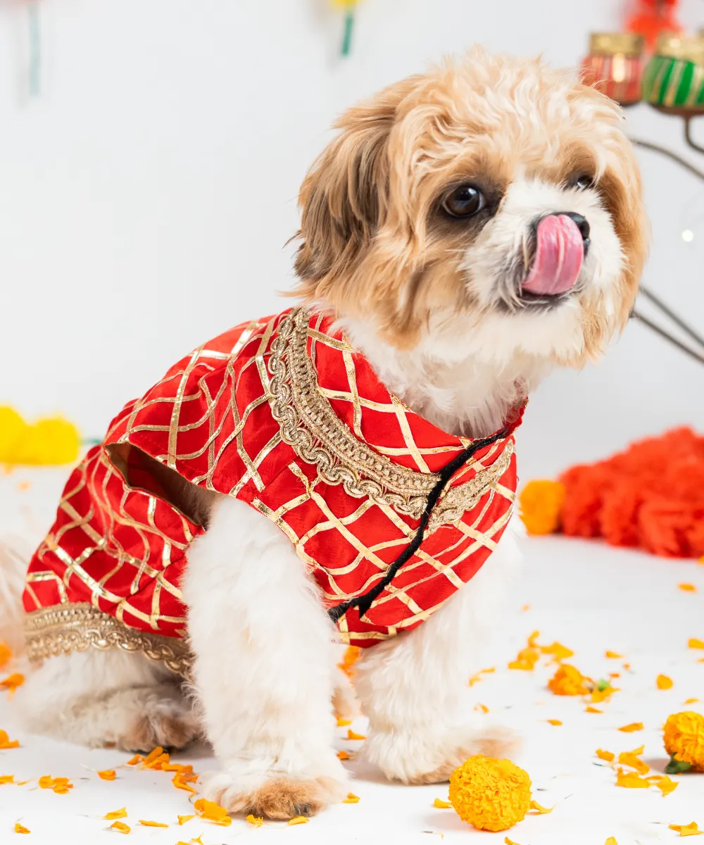 Dog Sherwani Red