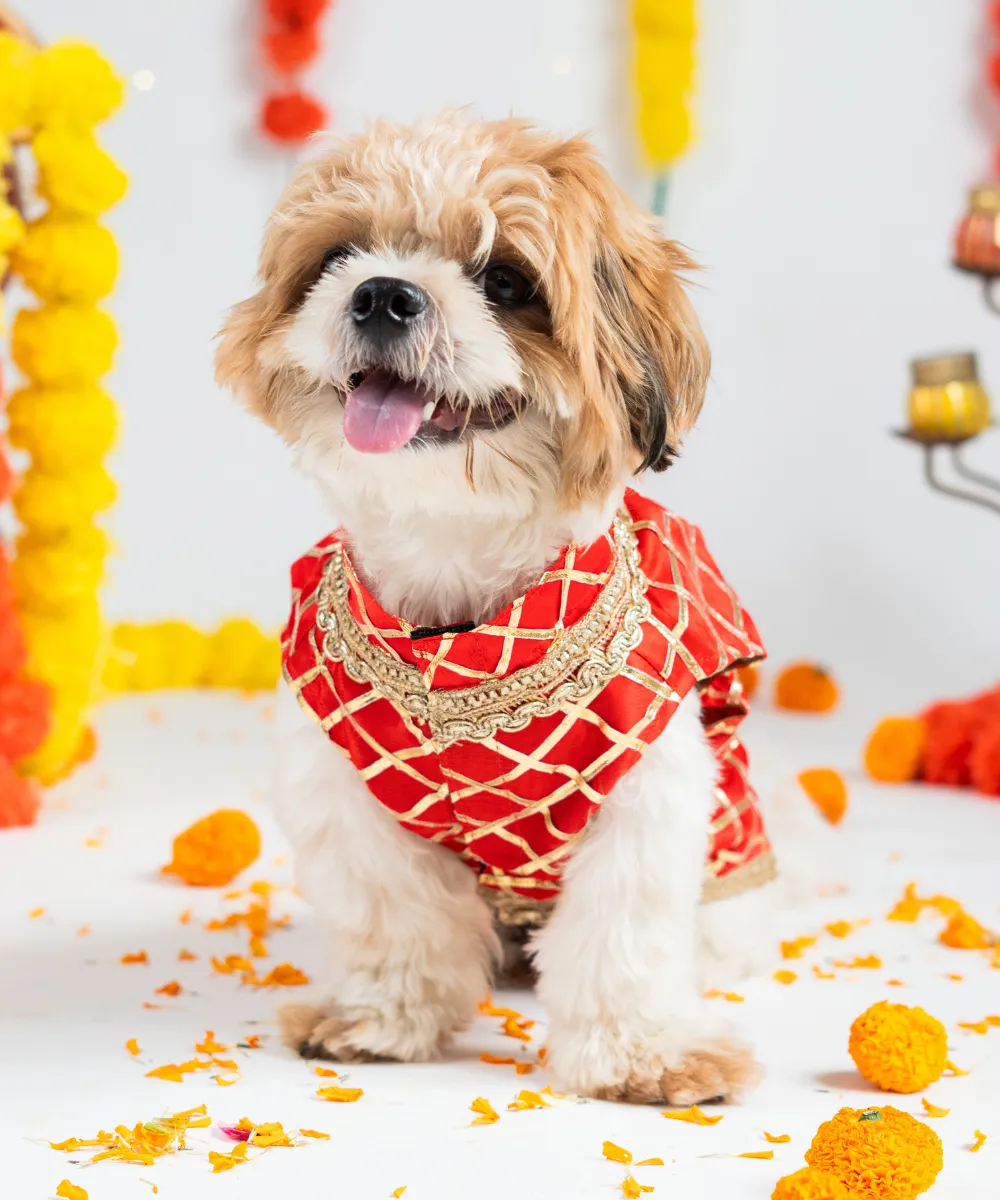 Dog Sherwani Red