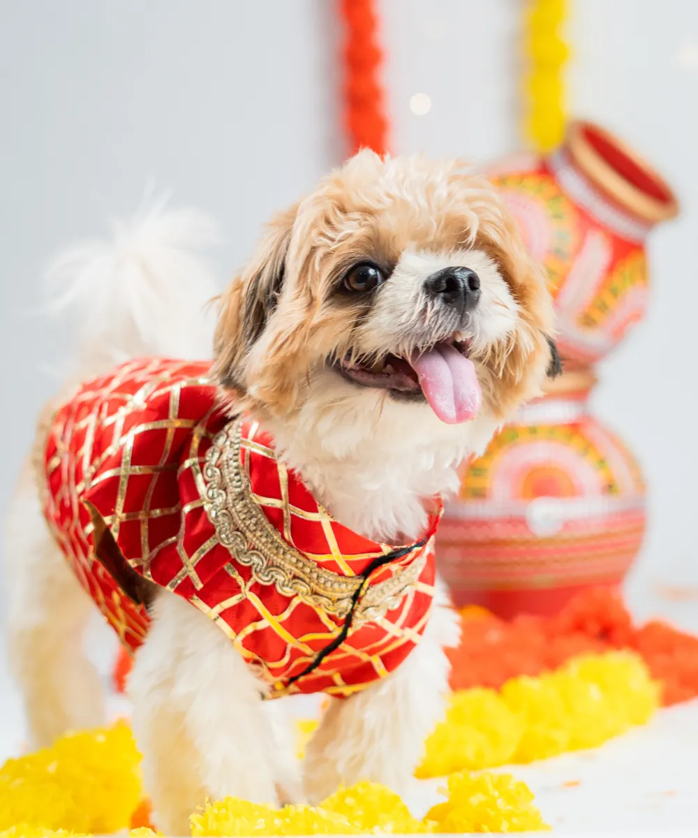 Dog Sherwani Red