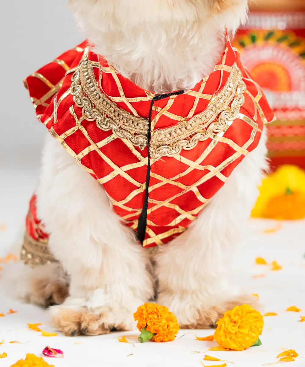 Dog Sherwani Red