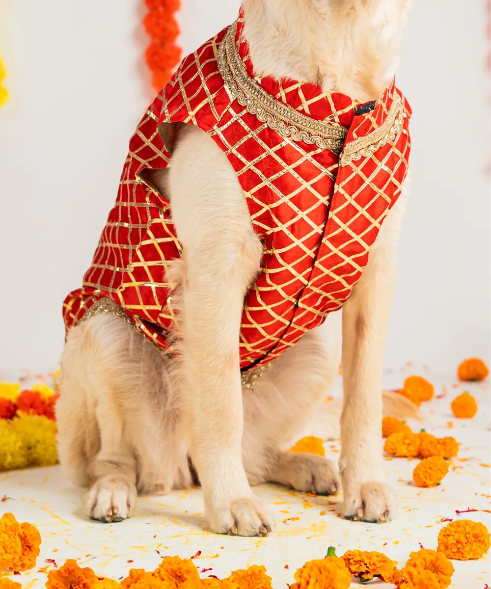 Dog Sherwani Red