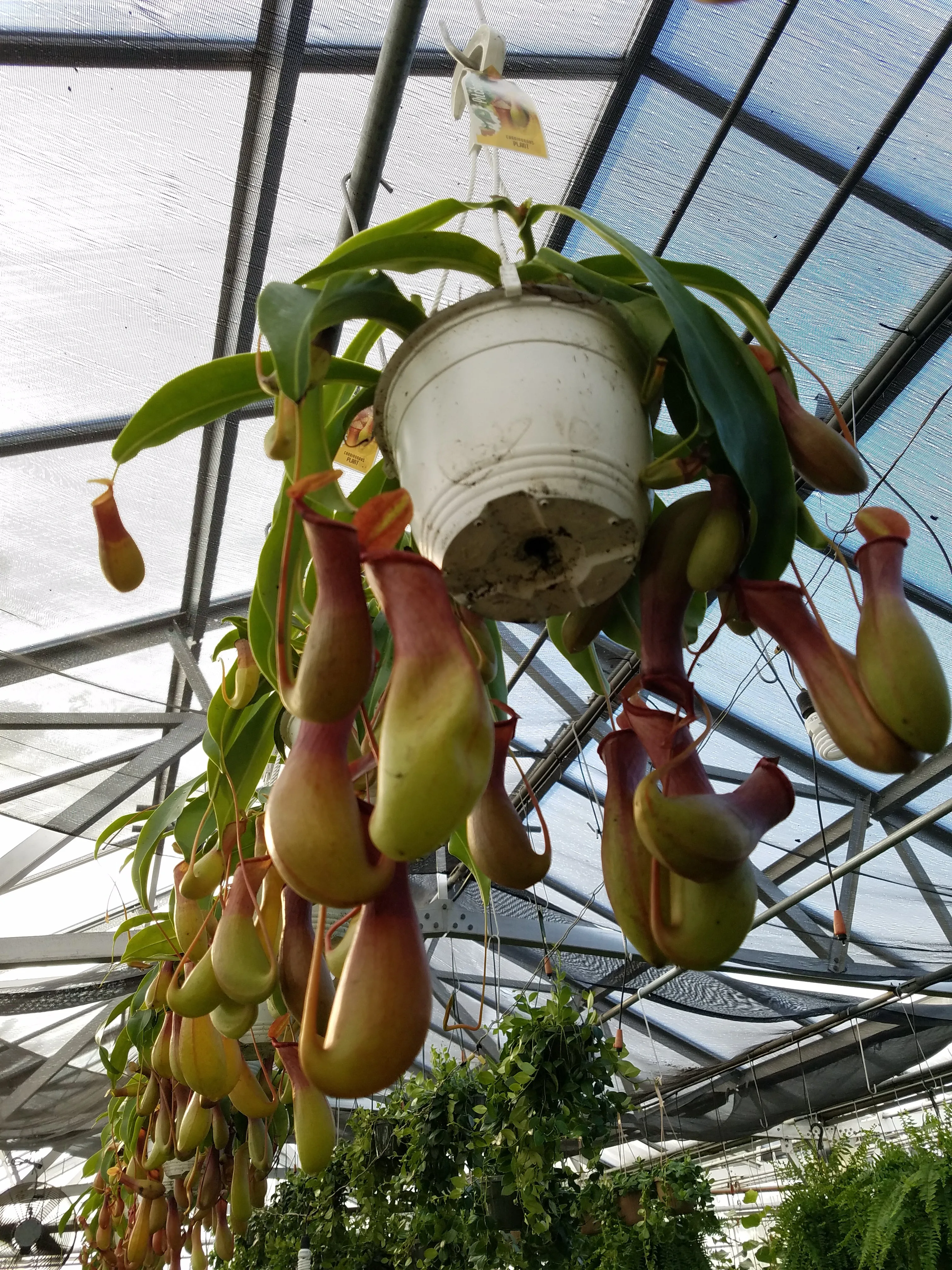 Nepenthes Alata