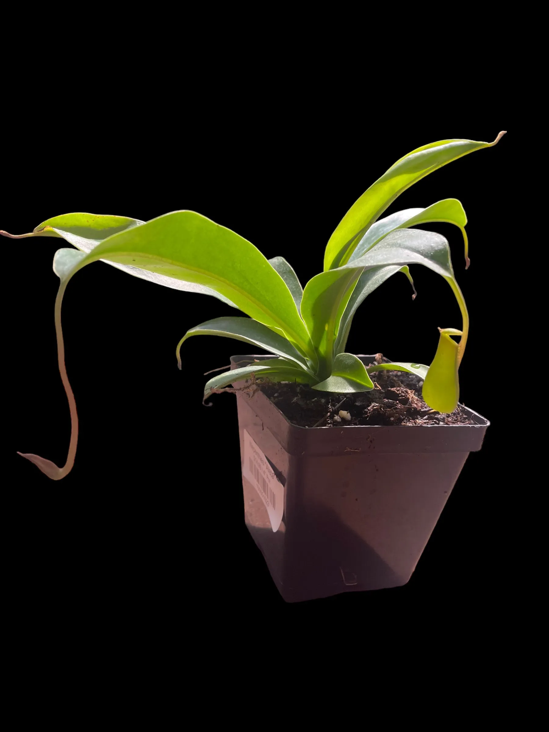 Nepenthes Alata