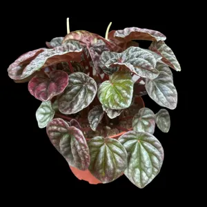 Peperomia Luna Red