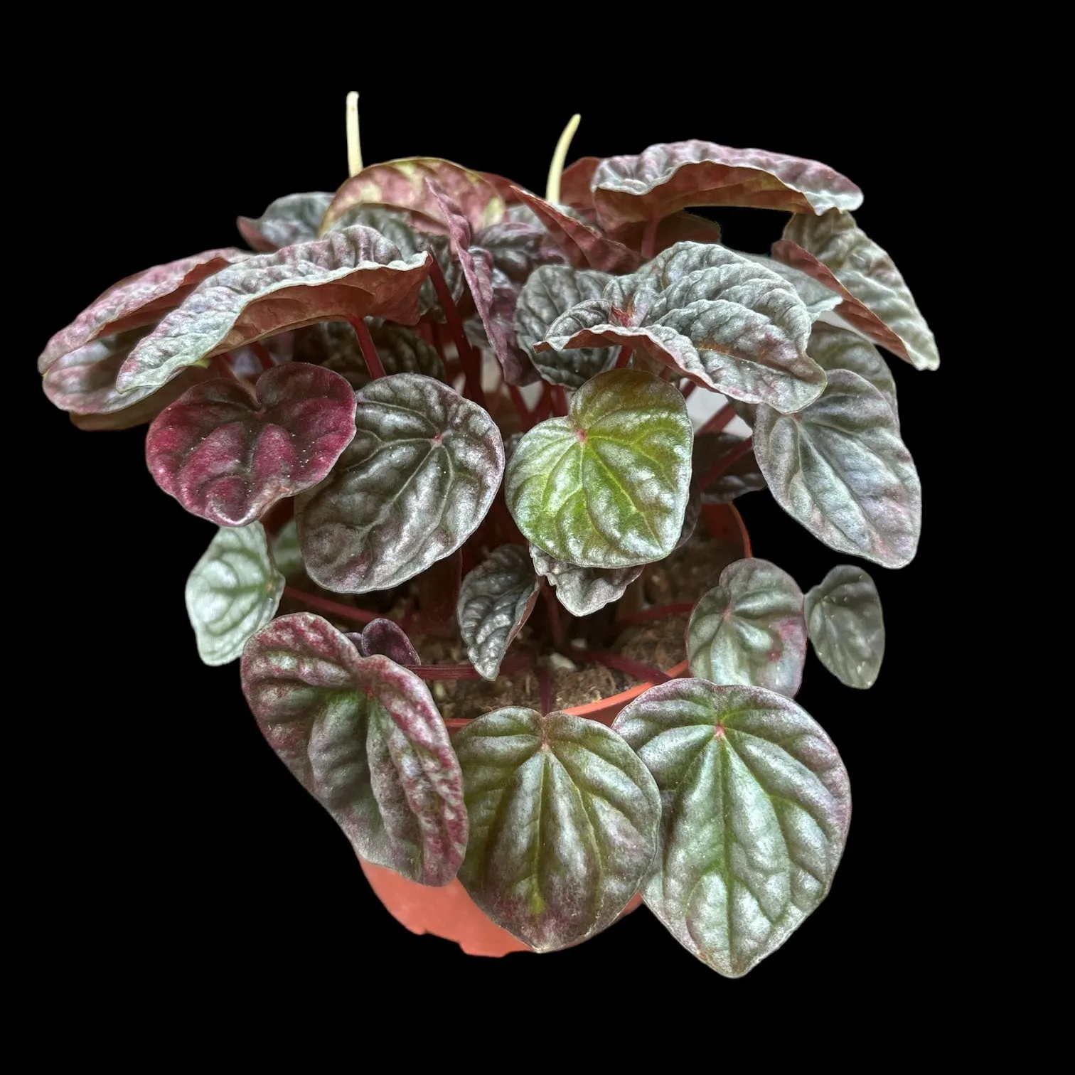 Peperomia Luna Red