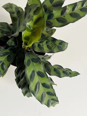 Rattlesnake Calathea