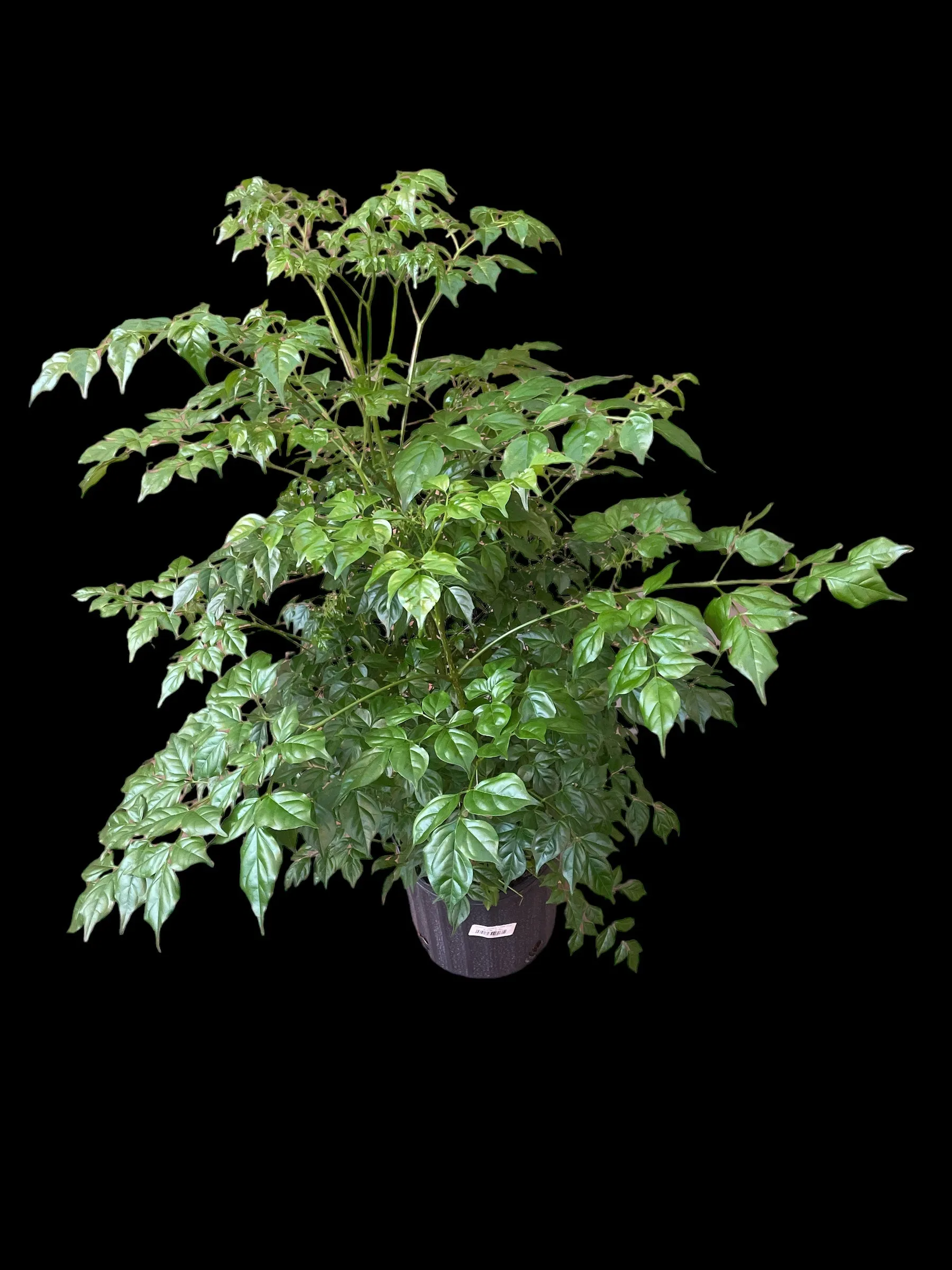Rhadermachera 'China Doll'