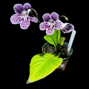 Streptocarpus Grape Ice
