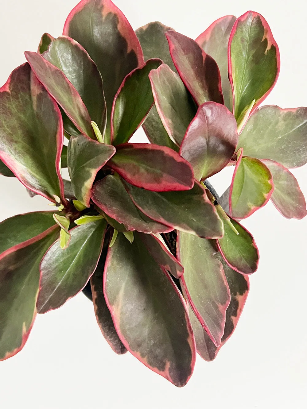 Vibrant Tricolor Peperomia Plant: Lush Indoor Foliage