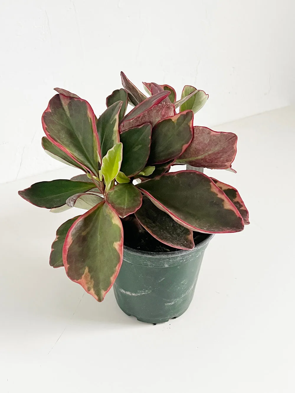 Vibrant Tricolor Peperomia Plant: Lush Indoor Foliage