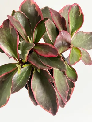 Vibrant Tricolor Peperomia Plant: Lush Indoor Foliage