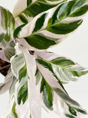 White Fusion Calathea